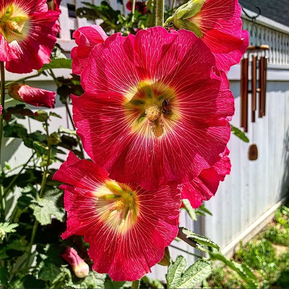 Meet your Posher, Roxanne - Picture 1 of 1